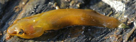 Apletodon dentatus_008